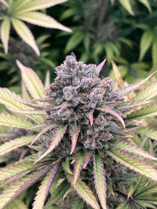 Scarlet Flame by WaffleTerps. Week 15