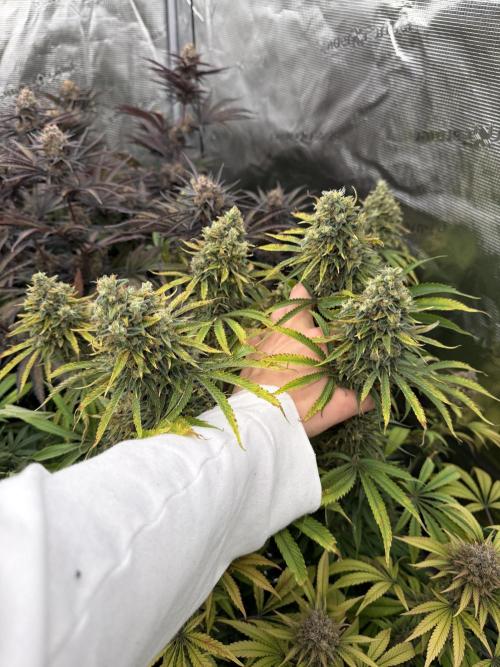 Scarlet Flame by WaffleTerps. Week 15