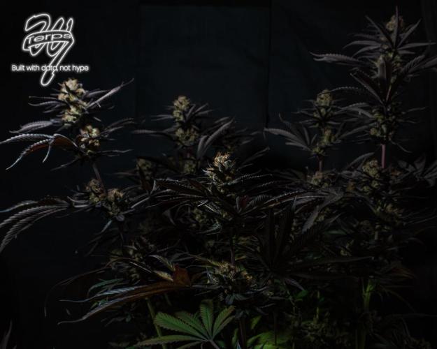 Scarlet Flame by WaffleTerps. Week 16