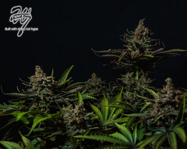 Scarlet Flame by WaffleTerps. Week 16