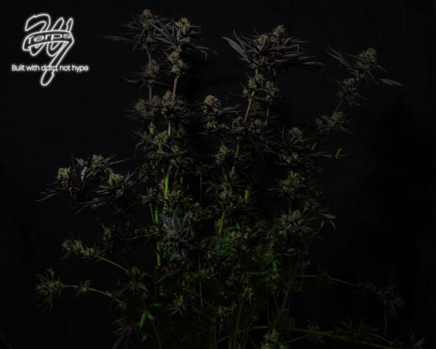 Scarlet Flame by WaffleTerps. Week 16