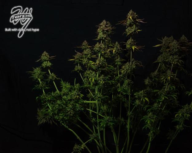 Scarlet Flame by WaffleTerps. Week 16