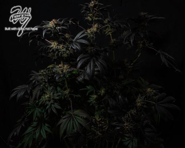 Scarlet Flame by WaffleTerps. Week 16