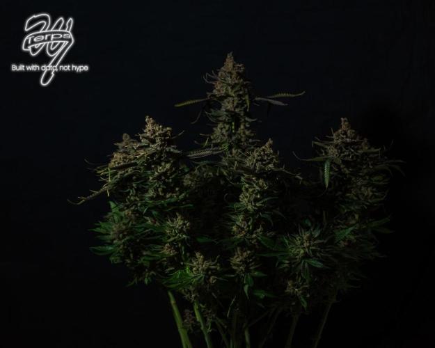 Scarlet Flame by WaffleTerps. Week 16