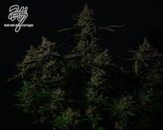 Scarlet Flame by WaffleTerps. Week 16