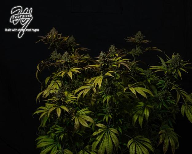 Scarlet Flame by WaffleTerps. Week 16