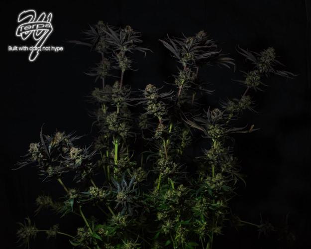 Scarlet Flame by WaffleTerps. Week 16