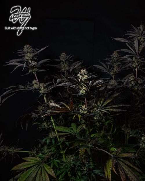 Scarlet Flame by WaffleTerps. Week 16