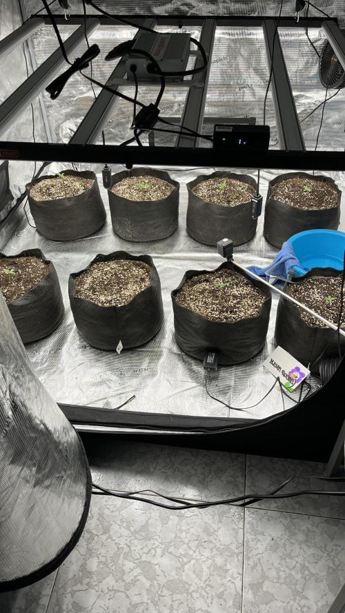 Troppicanna Poison ~ Eleven Roses. Week 0