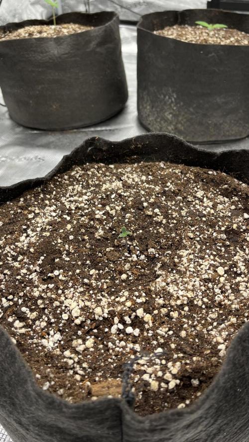 Troppicanna Poison ~ Eleven Roses. Week 0