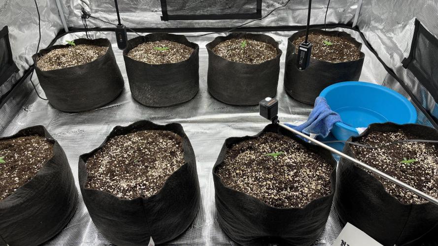 Troppicanna Poison ~ Eleven Roses. Week 0
