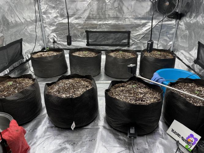 Troppicanna Poison ~ Eleven Roses. Week 0