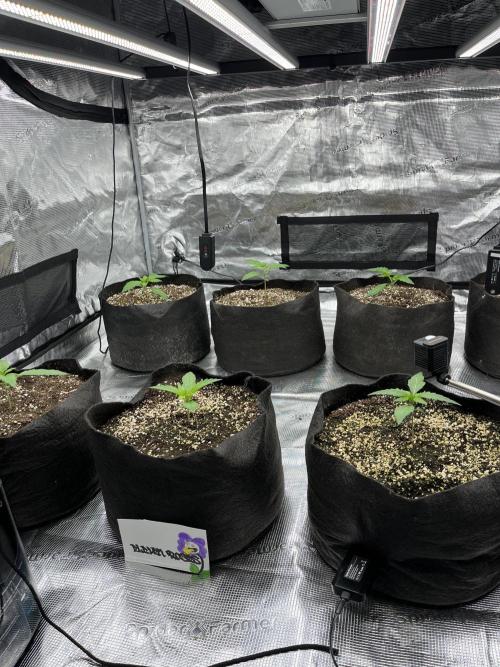 Troppicanna Poison ~ Eleven Roses. Week 1
