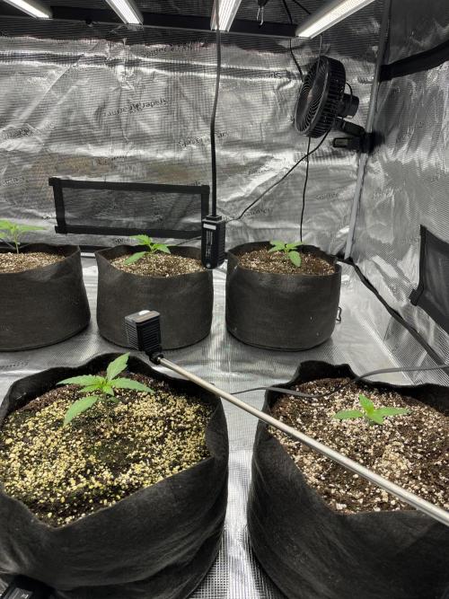 Troppicanna Poison ~ Eleven Roses. Week 1