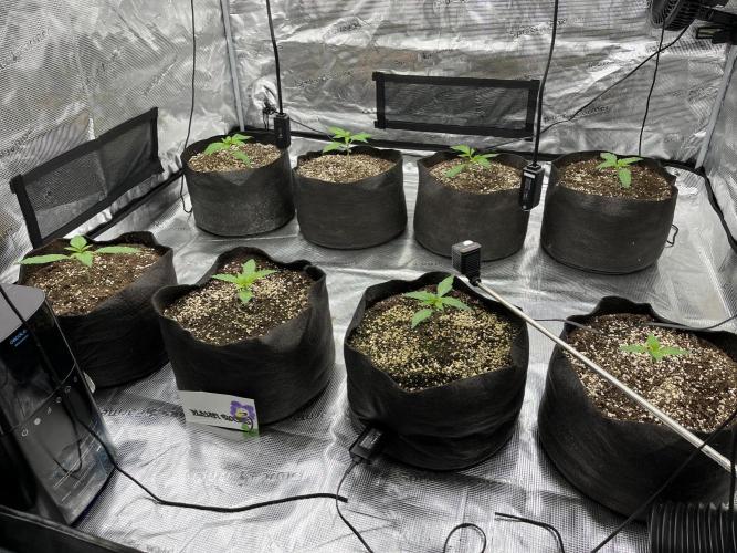 Troppicanna Poison ~ Eleven Roses. Week 1