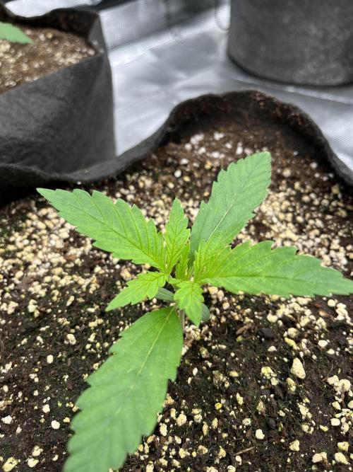 Troppicanna Poison ~ Eleven Roses. Week 1 - Eleven Roses