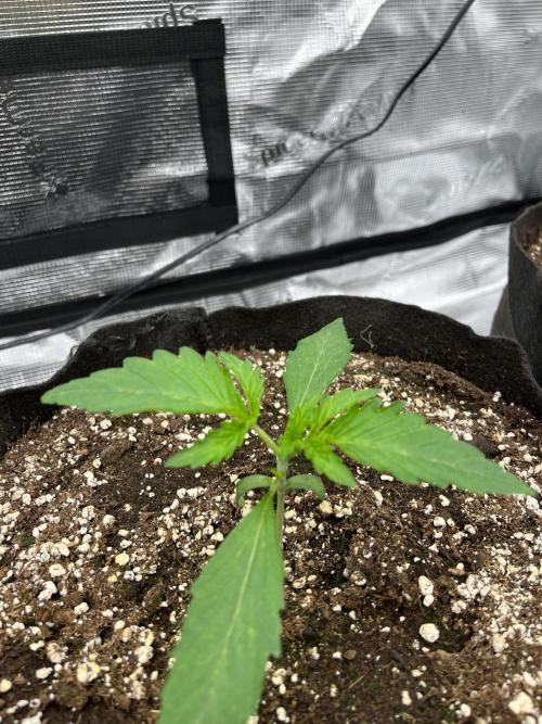 Troppicanna Poison ~ Eleven Roses. Week 1