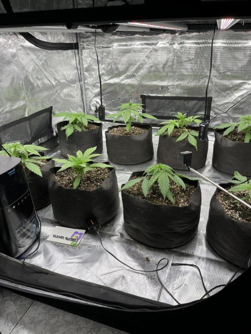 Troppicanna Poison ~ Eleven Roses. Week 2