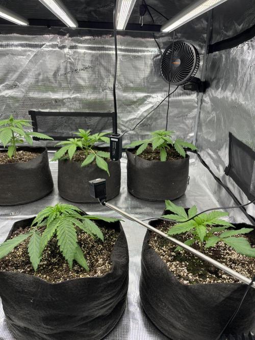 Troppicanna Poison ~ Eleven Roses. Week 2