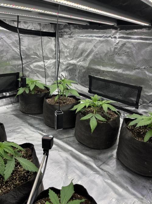 Troppicanna Poison ~ Eleven Roses. Week 2