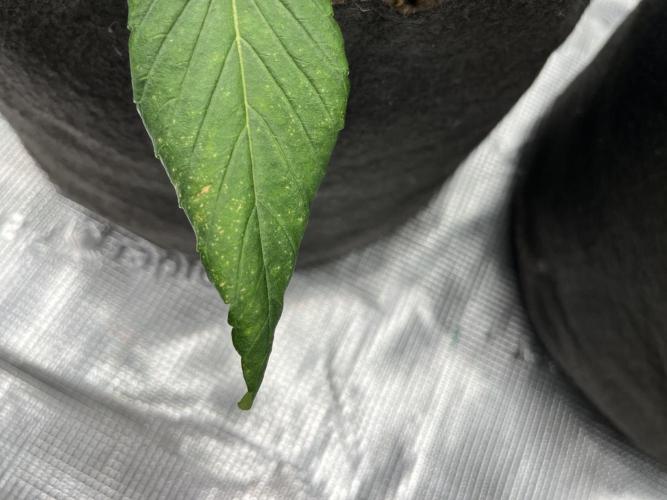 Troppicanna Poison ~ Eleven Roses. Week 2 - Trips