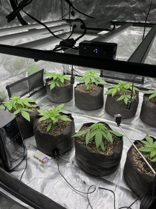 Troppicanna Poison ~ Eleven Roses. Week 2