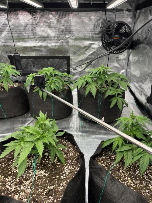 Troppicanna Poison ~ Eleven Roses. Week 3