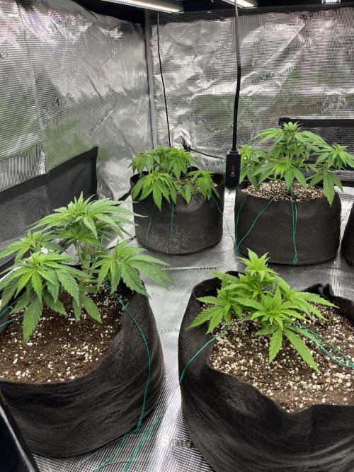 Troppicanna Poison ~ Eleven Roses. Week 3