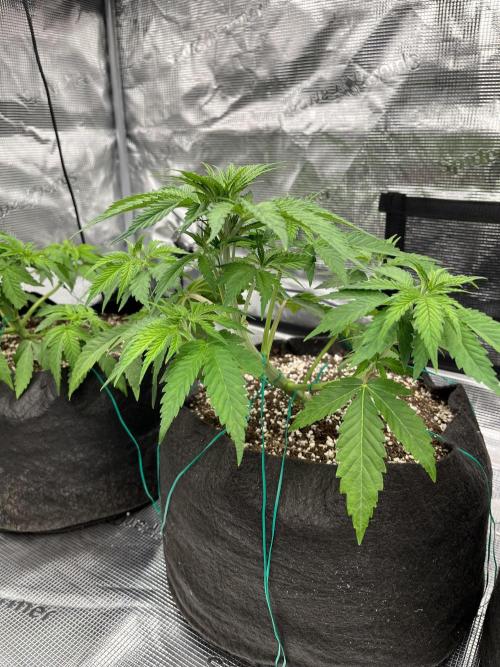 Troppicanna Poison ~ Eleven Roses. Week 3