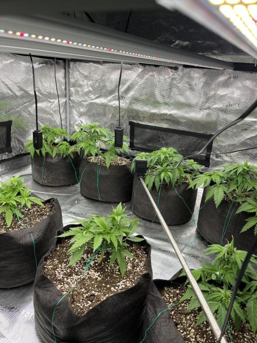Troppicanna Poison ~ Eleven Roses. Week 3