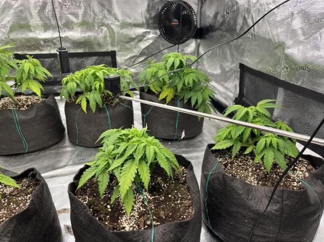 Troppicanna Poison ~ Eleven Roses. Week 4