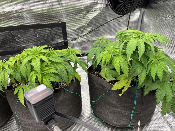 Troppicanna Poison ~ Eleven Roses. Week 4