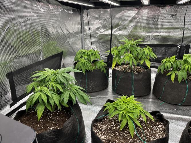 Troppicanna Poison ~ Eleven Roses. Week 4