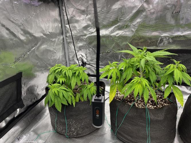 Troppicanna Poison ~ Eleven Roses. Week 4