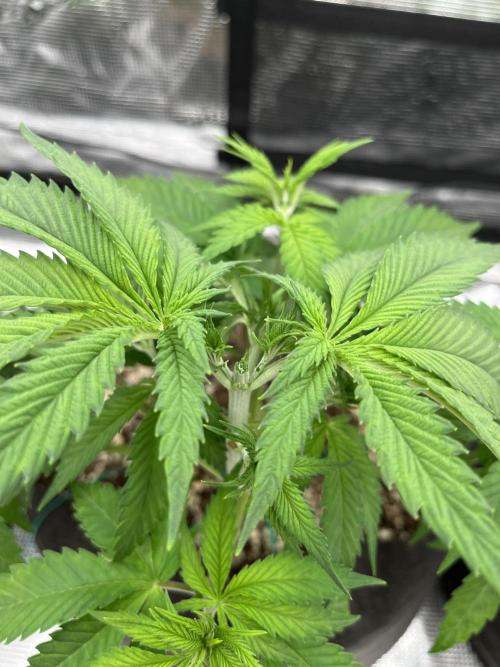 Troppicanna Poison ~ Eleven Roses. Week 4