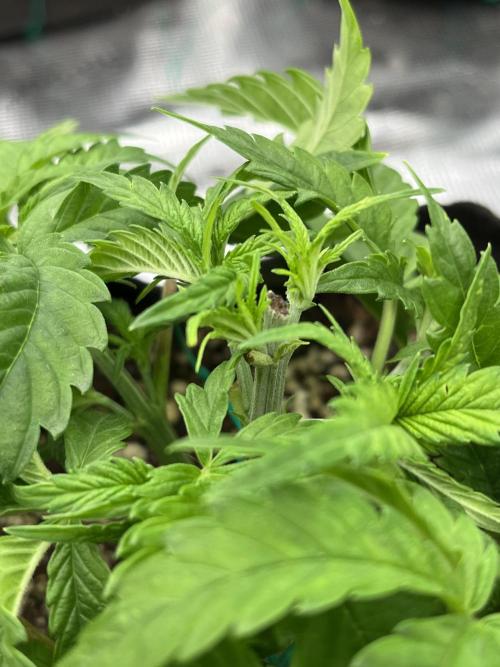 Troppicanna Poison ~ Eleven Roses. Week 4