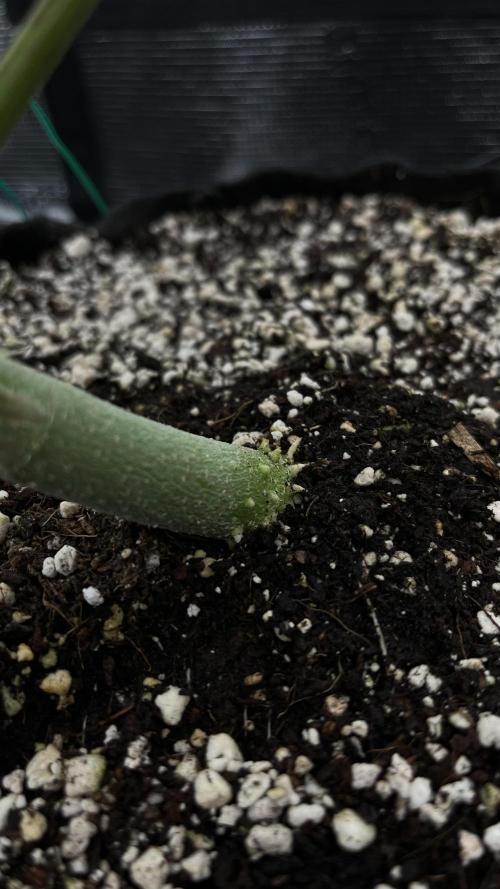 Troppicanna Poison ~ Eleven Roses. Week 5