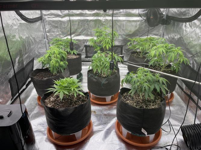 Troppicanna Poison ~ Eleven Roses. Week 5