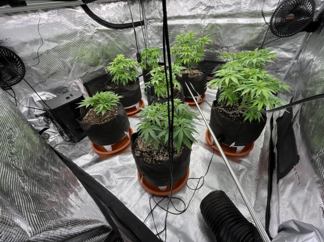 Troppicanna Poison ~ Eleven Roses. Week 5