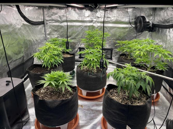 Troppicanna Poison ~ Eleven Roses. Week 5