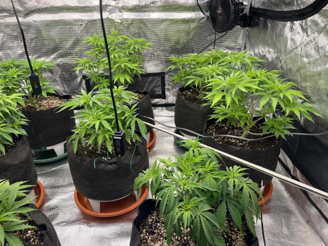 Troppicanna Poison ~ Eleven Roses. Week 5