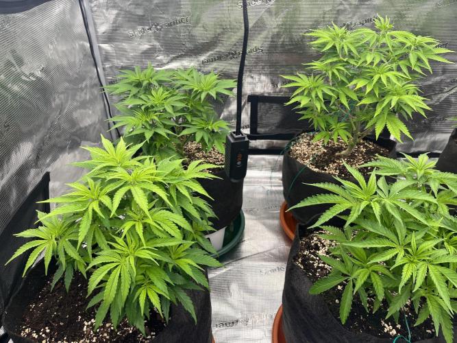 Troppicanna Poison ~ Eleven Roses. Week 5
