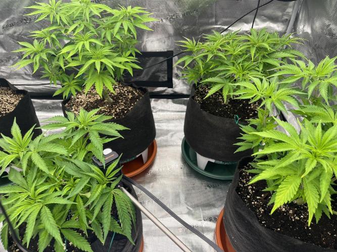 Troppicanna Poison ~ Eleven Roses. Week 5