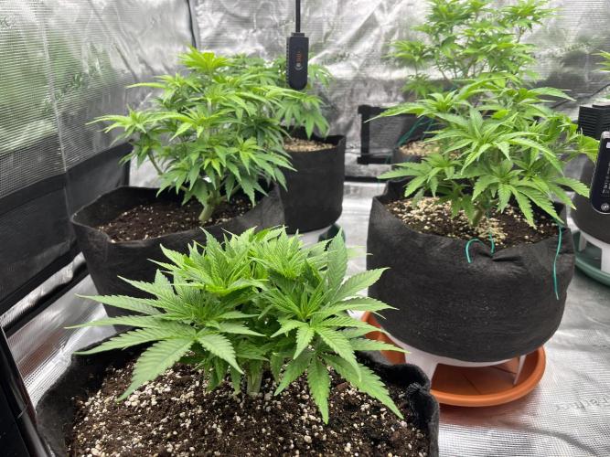 Troppicanna Poison ~ Eleven Roses. Week 5