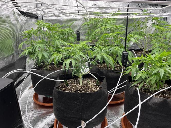 Troppicanna Poison ~ Eleven Roses. Week 6