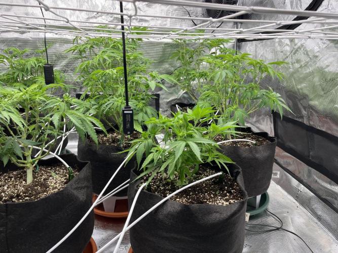 Troppicanna Poison ~ Eleven Roses. Week 6