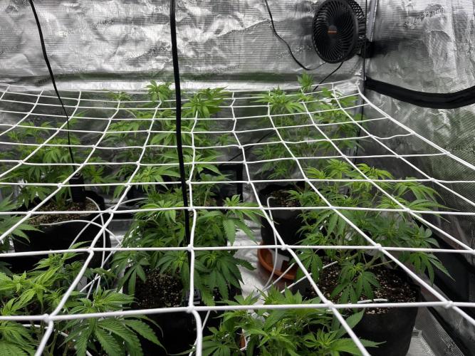 Troppicanna Poison ~ Eleven Roses. Week 6
