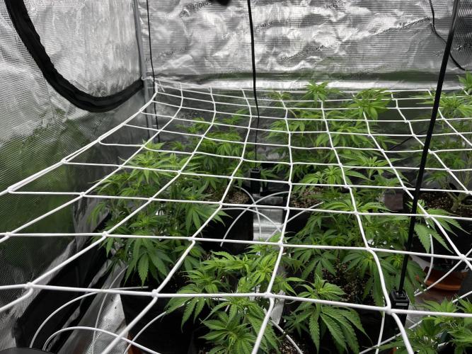 Troppicanna Poison ~ Eleven Roses. Week 6