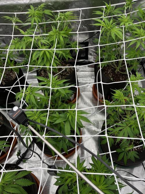Troppicanna Poison ~ Eleven Roses. Week 6