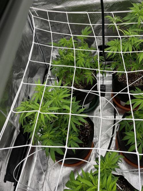 Troppicanna Poison ~ Eleven Roses. Week 6